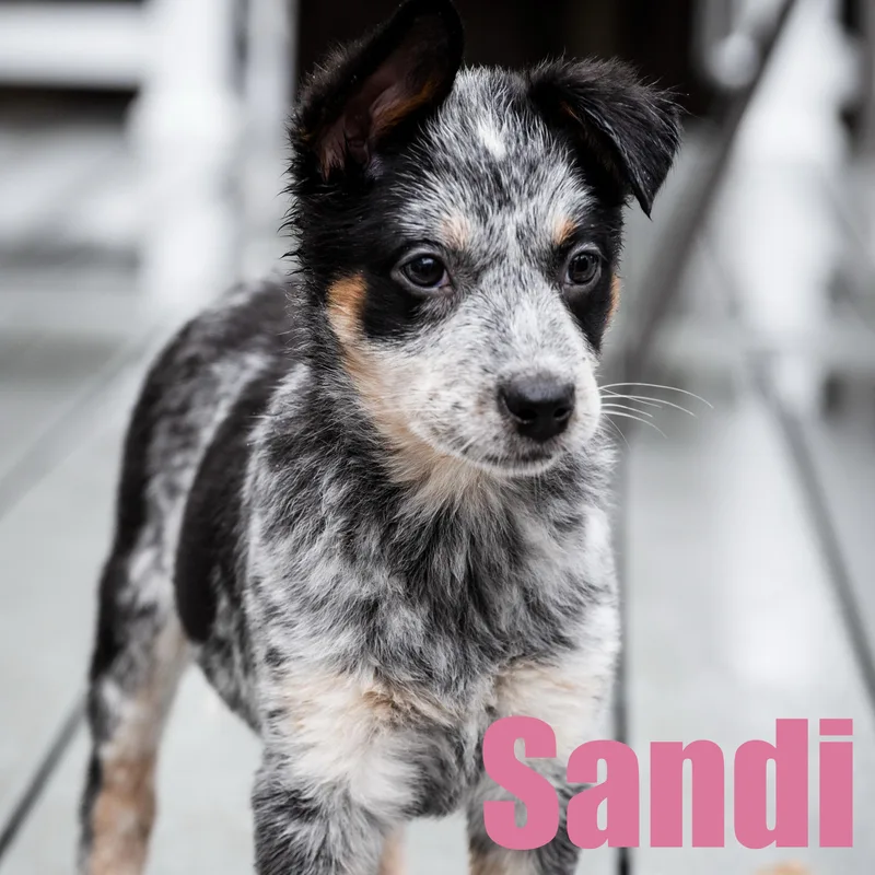 Sandi