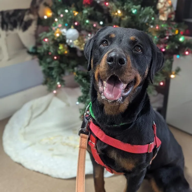 An adult large-sized female Black Mixed Breed dog named Zoey for adoption in Hendersonville, NC
