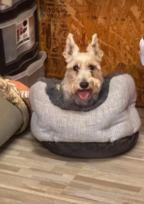 An adult small-sized male Scottish Terrier dog named Mr. Flanagan in TX for adoption in Cranston, RI