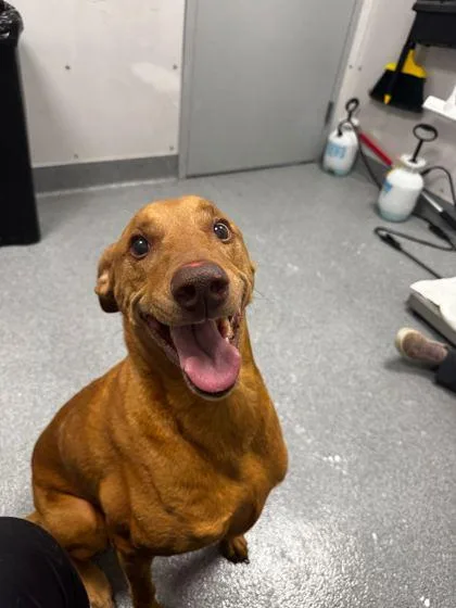 A senior large-sized female Mixed Breed dog named Stormie for adoption in Sevierville, TN