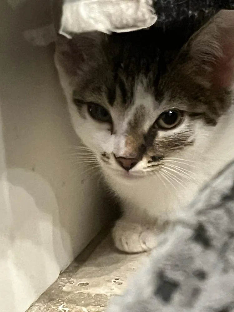 A baby small-sized female Brown / Chocolate American Shorthair cat named Crystal for adoption in Tampa, FL