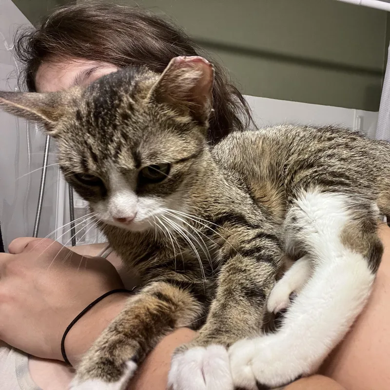 A young medium-sized female Tabby (Gray / Blue / Silver) Domestic Short Hair cat named Tula for adoption in Milwaukee, WI