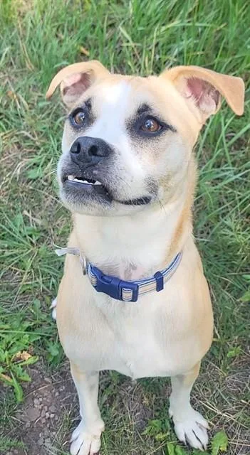 A young medium-sized male Boxer dog named Carrot for adoption in Albuquerque, NM