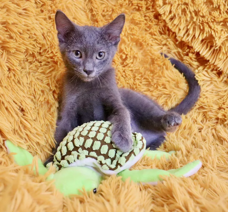 A baby medium-sized male Gray / Blue / Silver Russian Blue cat named Winston for adoption in Saint Augustine, FL