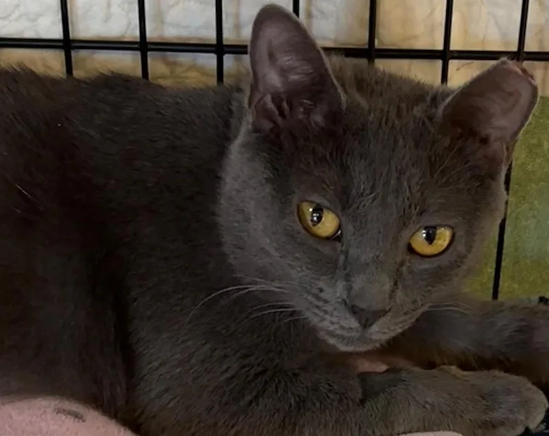 A young small-sized female Domestic Short Hair cat named Baya for adoption in Elizabethton, TN