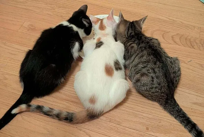 A baby small-sized female Buff & White Domestic Short Hair cat named Iggy for adoption in Chicago, IL