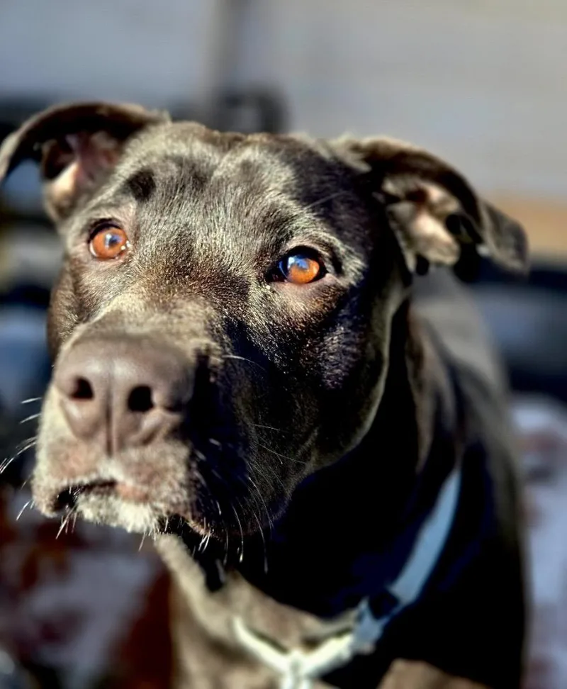 Rocco  Massachusetts