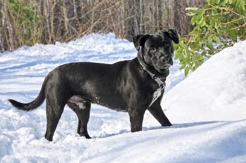 Rocco  Massachusetts thumbnail 2