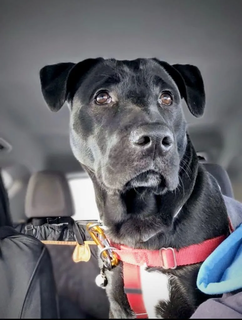 Rocco  Massachusetts thumbnail 3