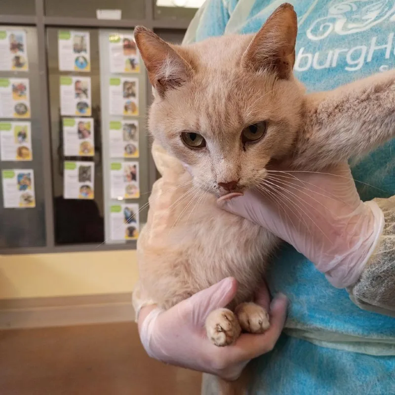 A young medium-sized male Orange / Red Domestic Short Hair cat named Crush for adoption in Lynchburg, VA