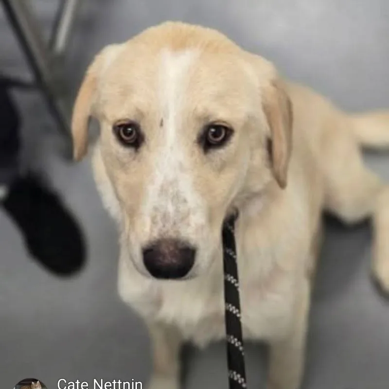 A young medium-sized female Yellow / Tan / Blond / Fawn Mixed Breed dog named Beth for adoption in Alexandria, VA