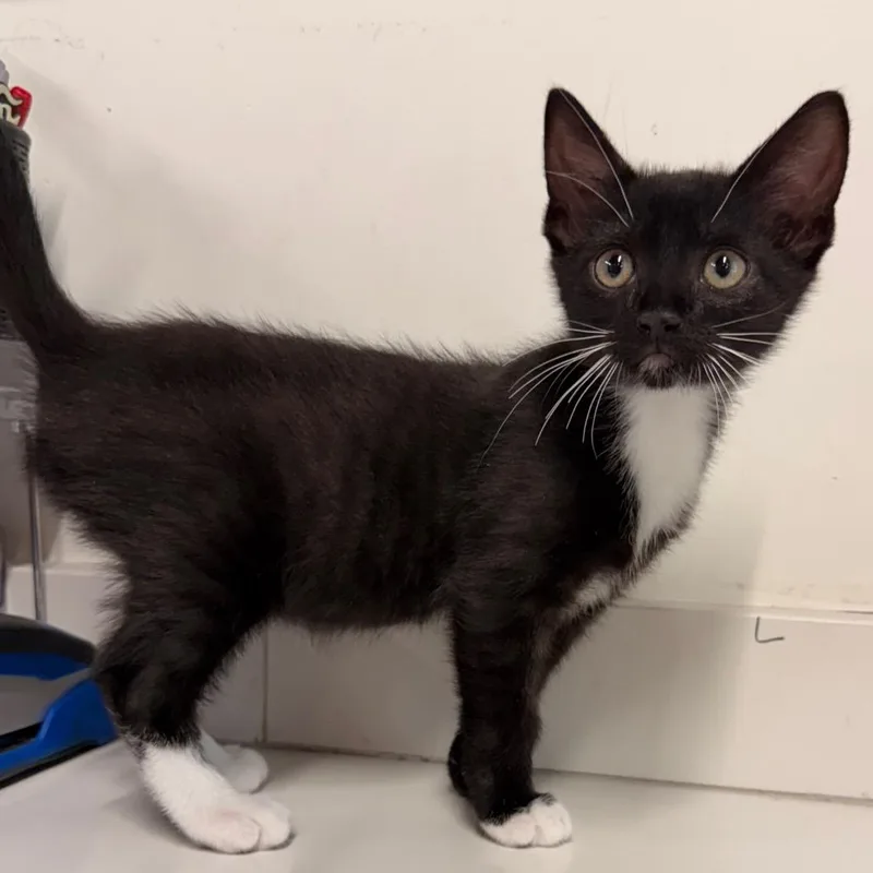 A baby small-sized female Black Domestic Short Hair cat named Fern for adoption in Tampa, FL