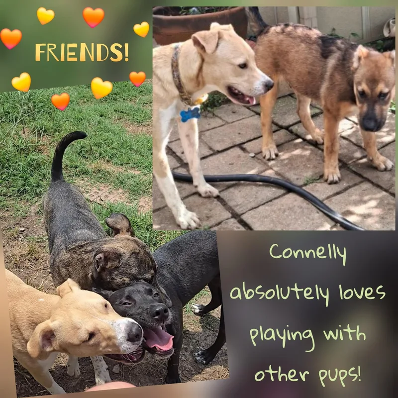 Connelly thumbnail 2