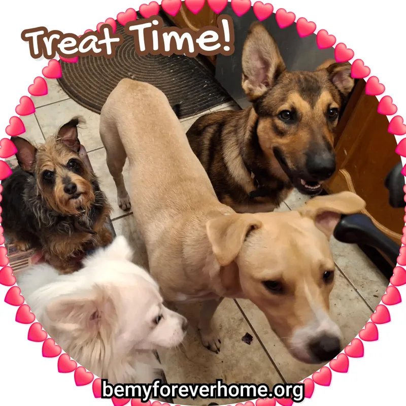 Connelly thumbnail 3