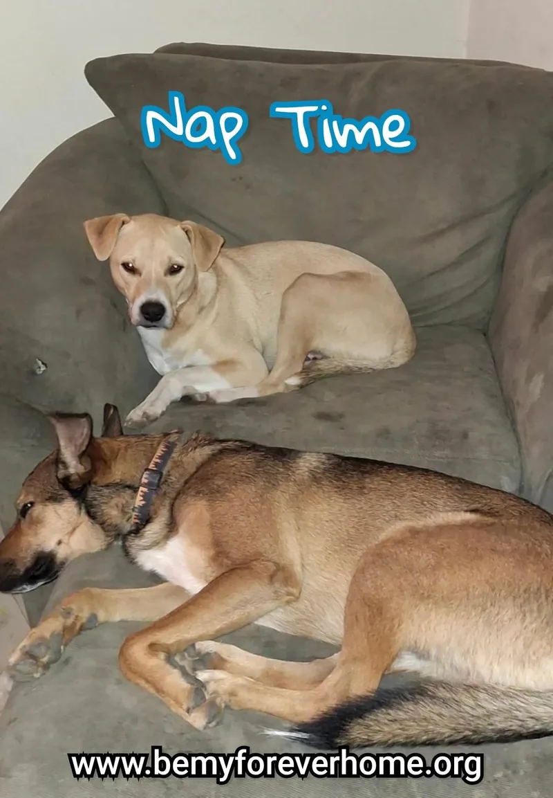 Connelly thumbnail 5