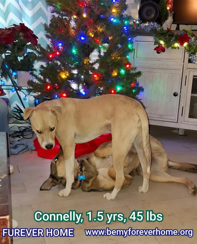 Connelly thumbnail 6