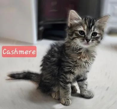 Cashmere thumbnail 6