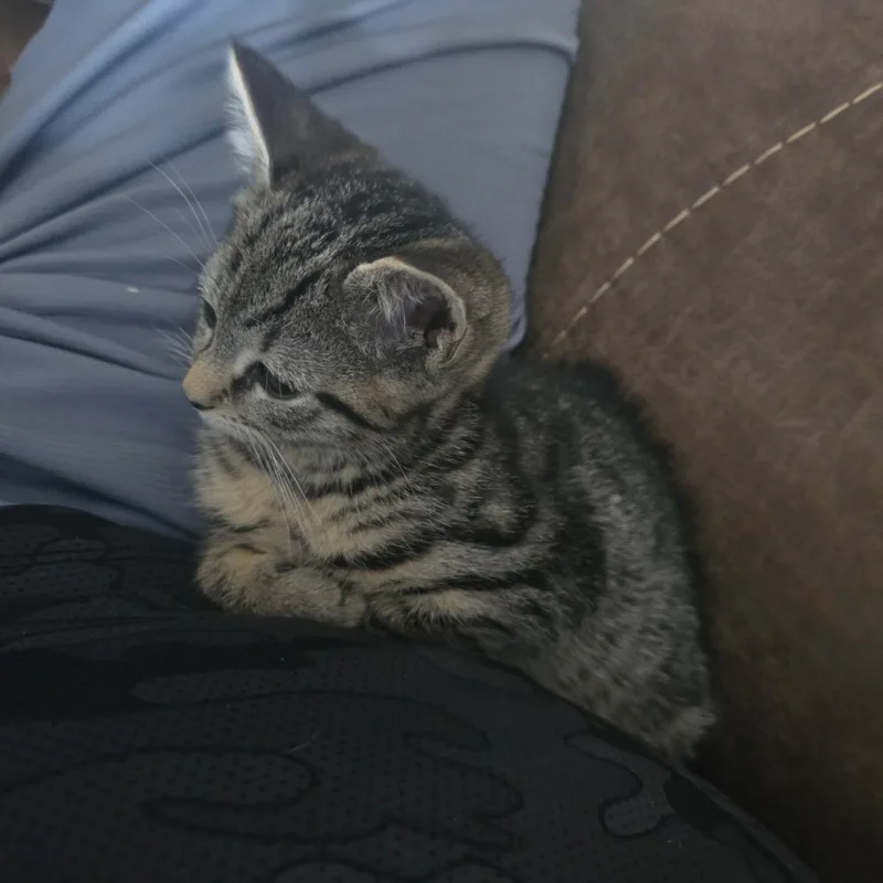 A baby medium-sized female Tabby (Gray / Blue / Silver) Tabby cat named Samantha for adoption in Woodbridge, NJ
