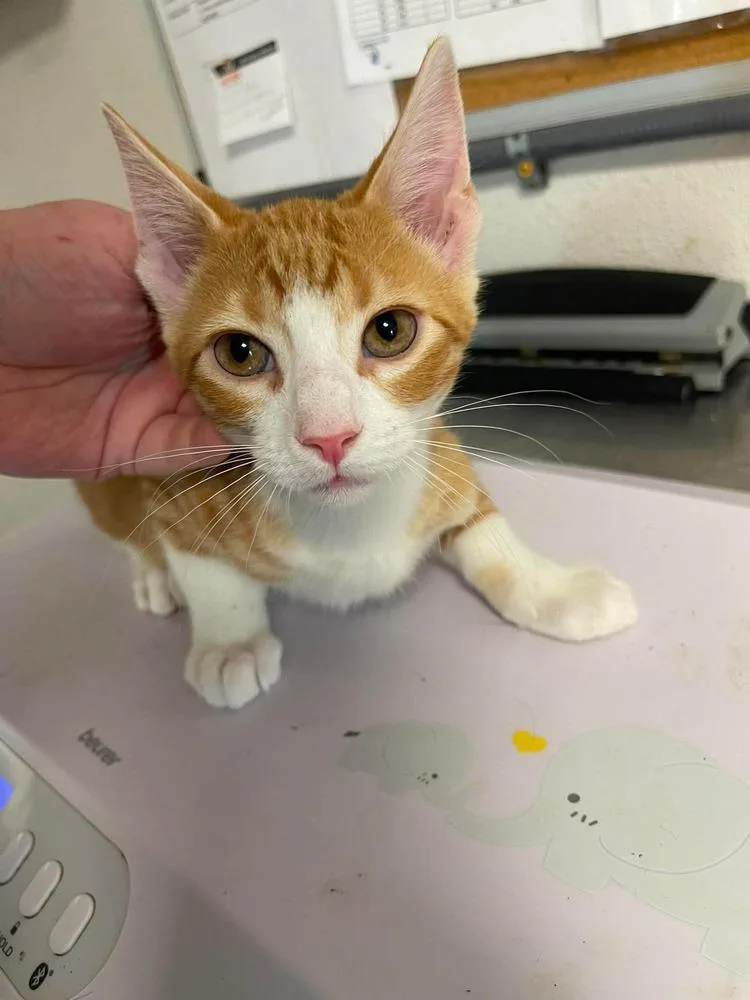 A baby small-sized male Domestic Short Hair cat named Dilly for adoption in Bolivar, MO