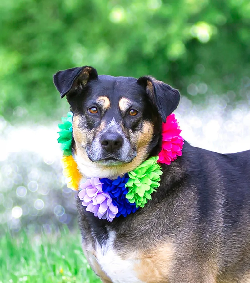 A young medium-sized female Shepherd dog named Lucy for adoption in Coatesville, PA