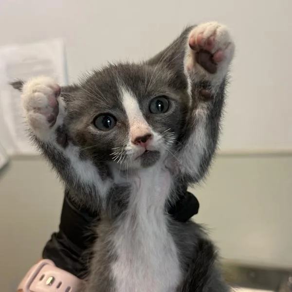 A baby small-sized female Domestic Short Hair cat named Misty for adoption in Oceanside, CA