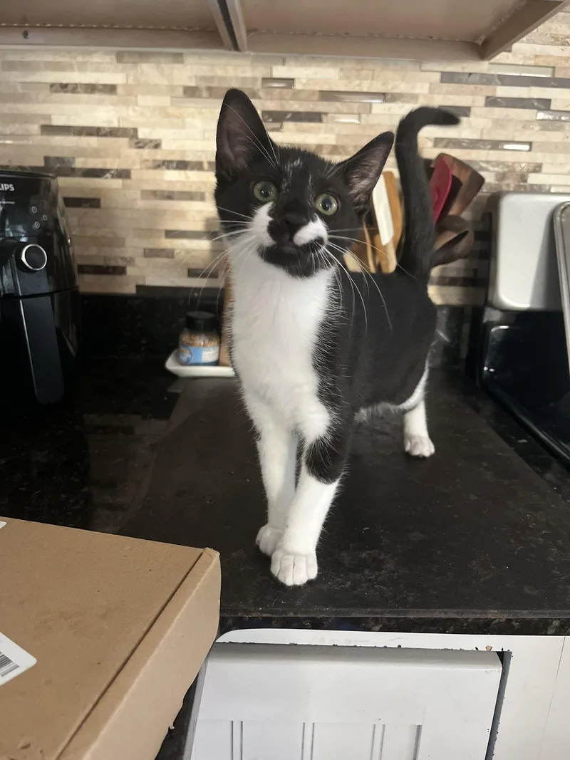 A baby medium-sized male Black & White / Tuxedo Domestic Short Hair cat named Subaru for adoption in Broomall, PA