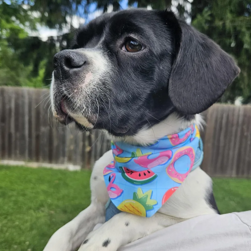 A young medium-sized female Black Beagle dog named Winona for adoption in Livonia, MI