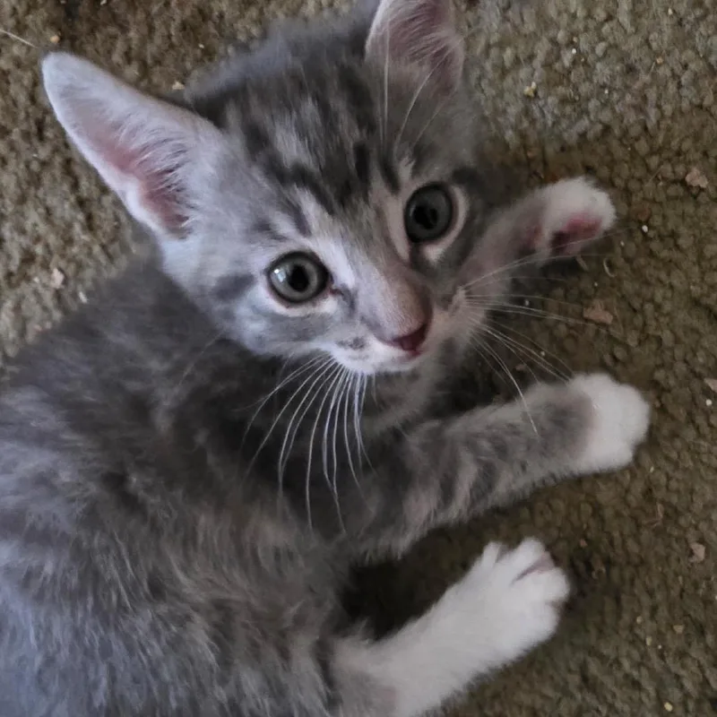 A baby small-sized male Gray / Blue / Silver Domestic Short Hair cat named Toby for adoption in Long Beach, CA
