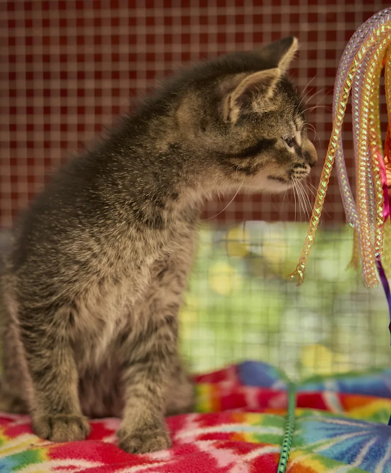 A baby medium-sized male Abyssinian cat named Beanstalk for adoption in Santa Barbara, CA