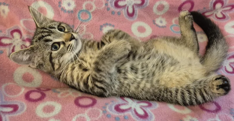 A baby medium-sized female Tabby (Buff / Tan / Fawn) Domestic Short Hair cat named Yuzu for adoption in Highland Park, NJ