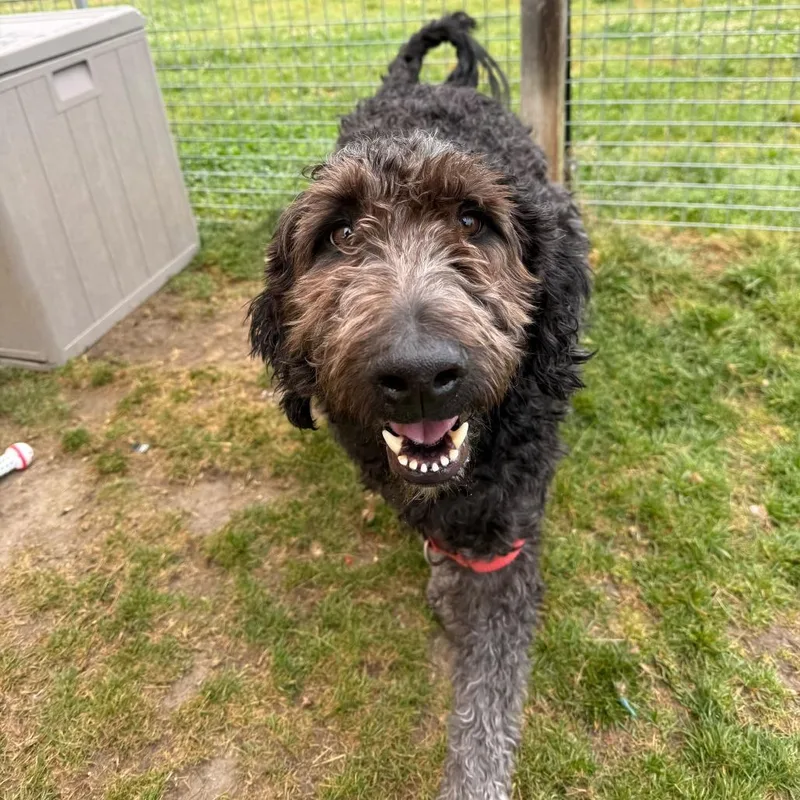 An adult large-sized male Black Australian Shepherd dog named Mcfatty for adoption in Newark, DE