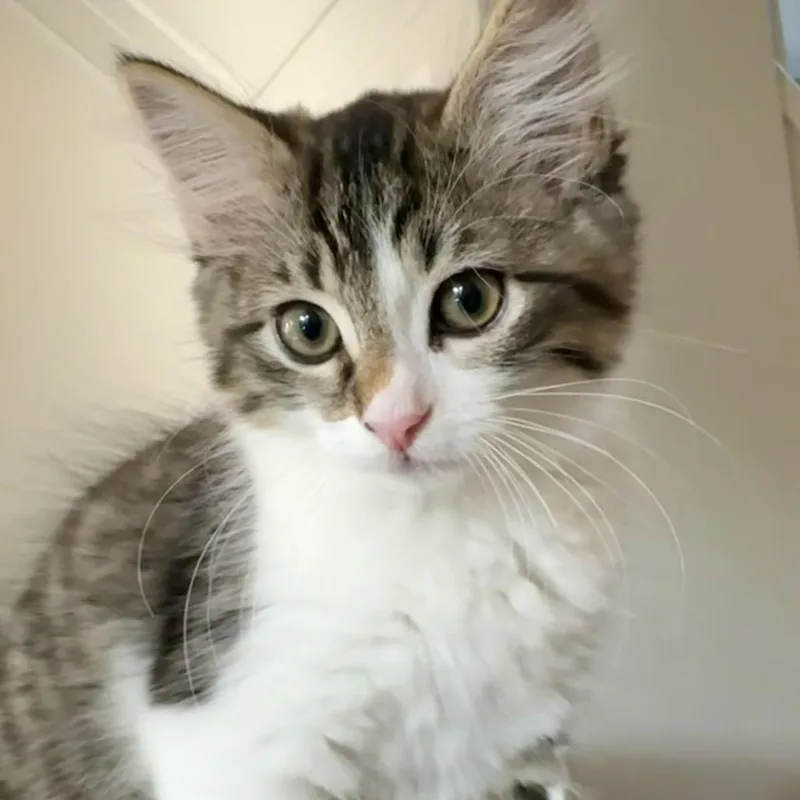 A baby small-sized female Gray / Blue / Silver Domestic Medium Hair cat named Poptart for adoption in Fort Worth, TX