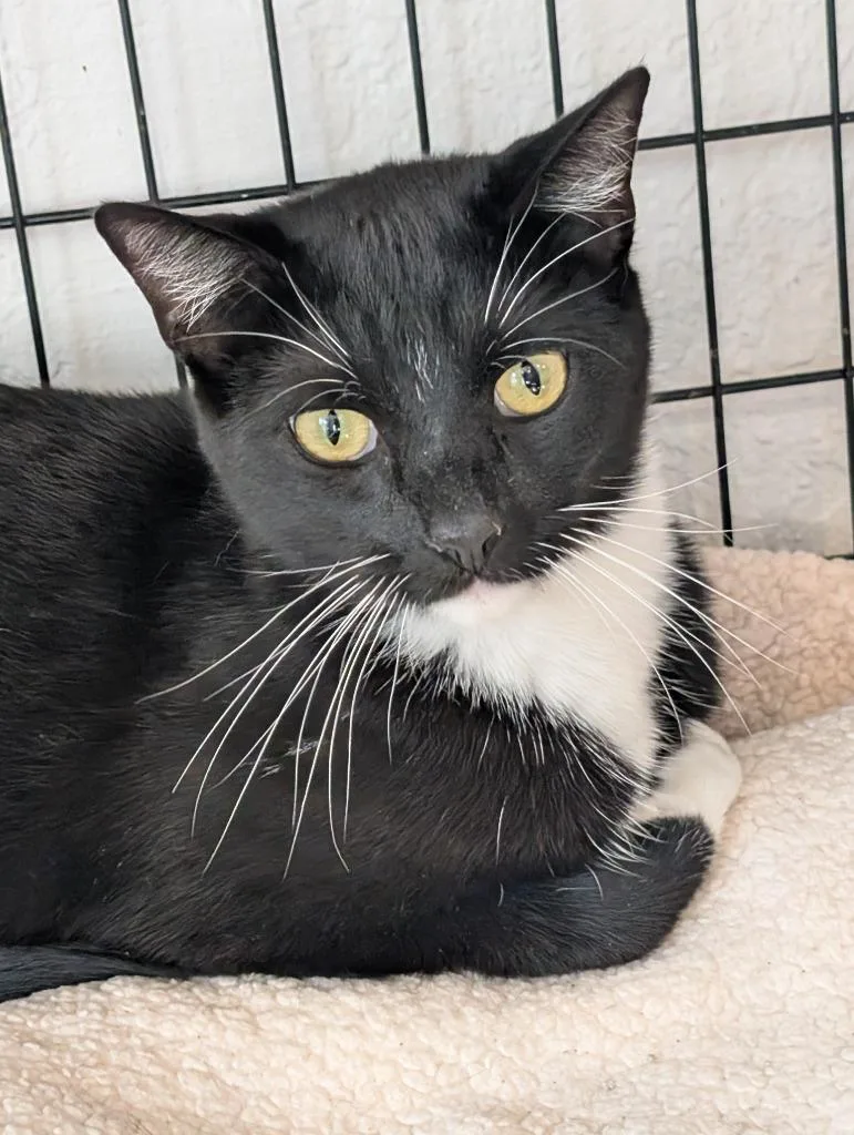 A young medium-sized male Domestic Short Hair cat named Tux for adoption in San Pedro, CA