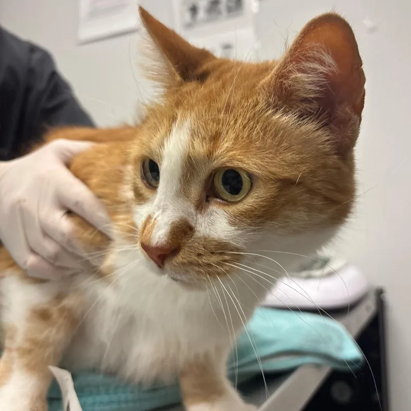 A senior large-sized male Orange / Red Domestic Short Hair cat named Houdini for adoption in Jacksonville, FL
