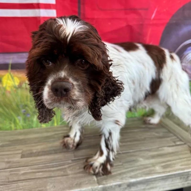 An adult small-sized female Brown / Chocolate Cocker Spaniel dog named Jaylo for adoption in Normal, IL