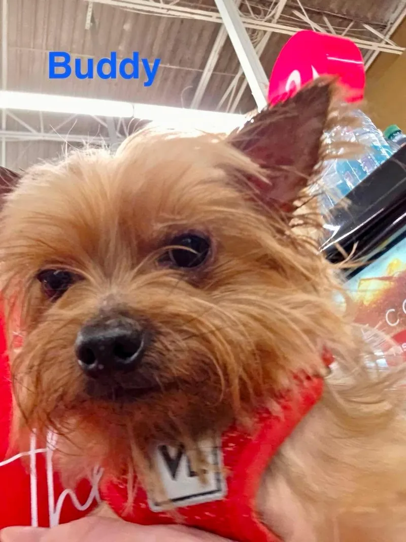 Buddy