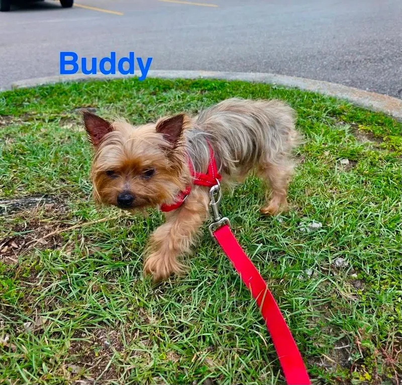 Buddy thumbnail 2