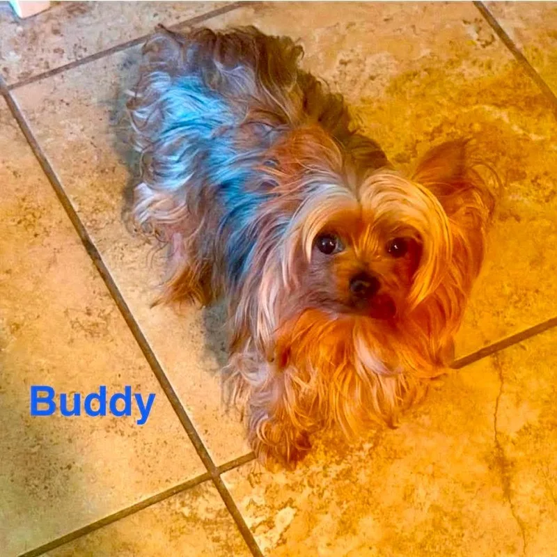 Buddy thumbnail 3