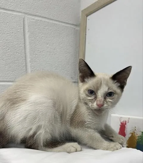 A baby medium-sized male White Domestic Short Hair cat named Chaz for adoption in Gainesville, VA