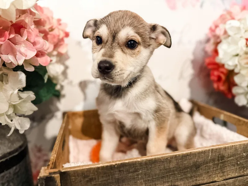 A baby medium-sized male White / Cream Australian Shepherd dog named Tarquin for adoption in Newberg, OR