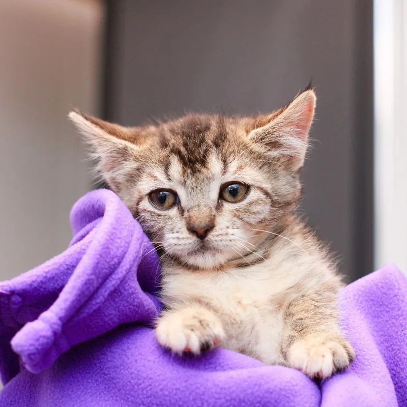 A baby small-sized male Brown / Chocolate Domestic Short Hair cat named Granola for adoption in Hattiesburg, MS