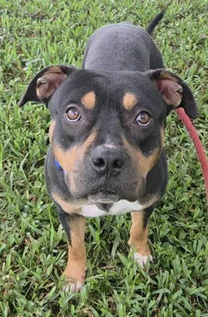 An adult medium-sized male American Staffordshire Terrier dog named Monty for adoption in Fort Lauderdale, FL