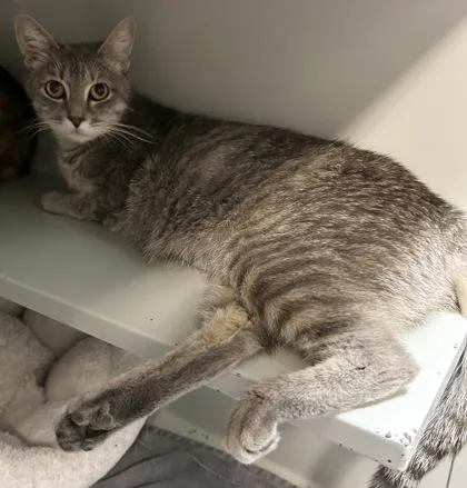 An adult small-sized female Domestic Short Hair cat named Misty for adoption in Phoenix, AZ
