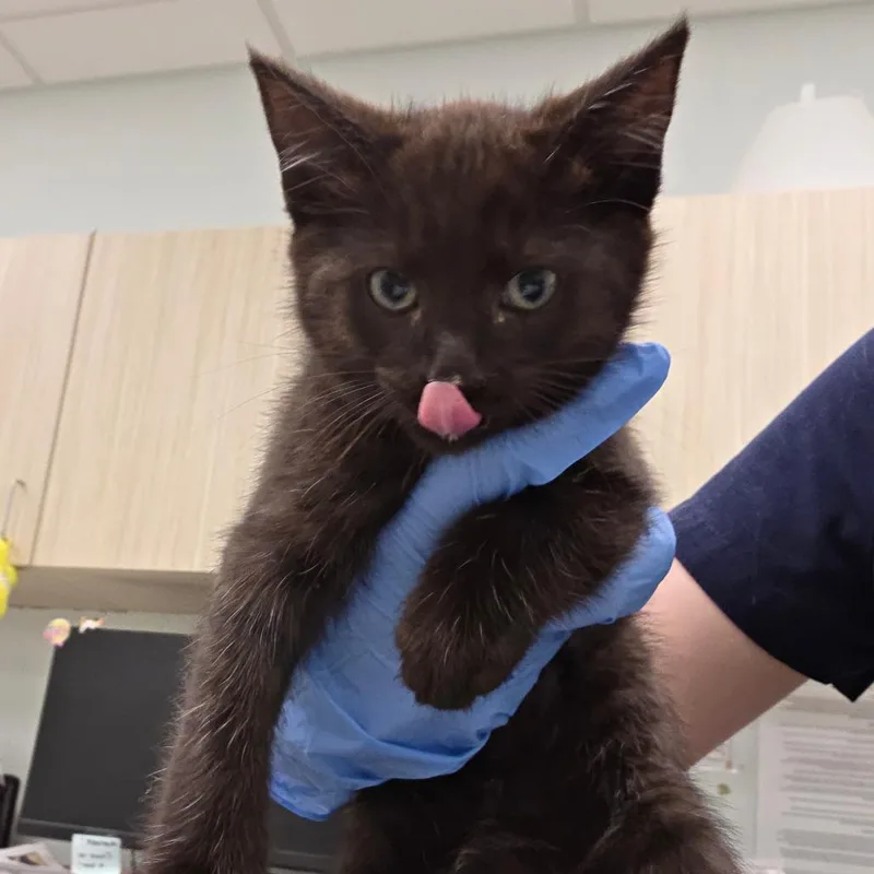 A baby small-sized male Black Domestic Short Hair cat named Cement for adoption in Chattanooga, TN