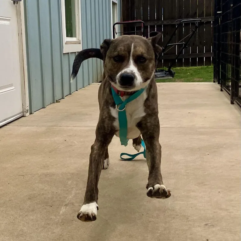 An adult medium-sized male Brindle Mixed Breed dog named Thunder for adoption in Opelika, AL