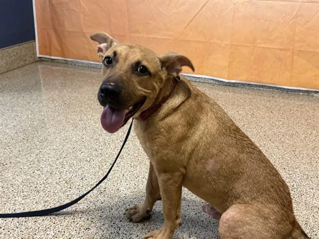 A young small-sized male Terrier dog named Hubert for adoption in Miami, FL