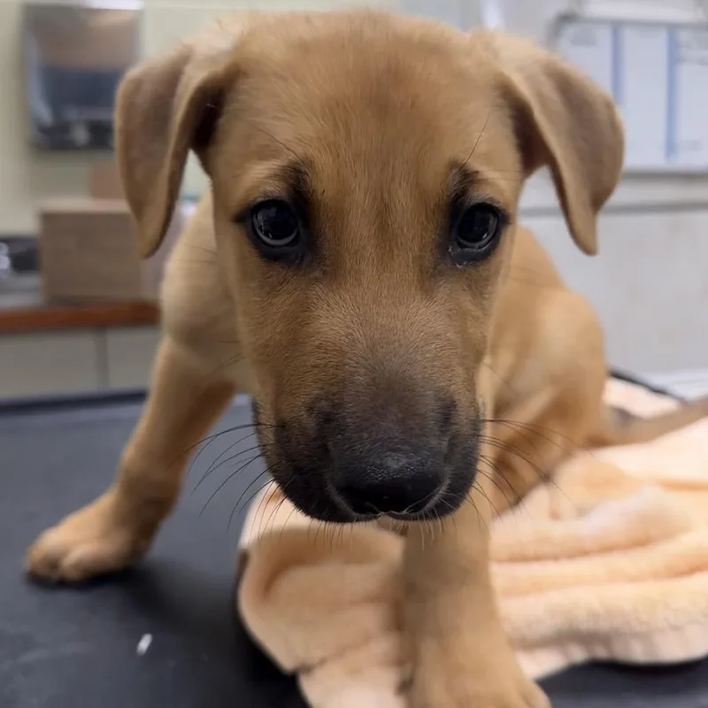A baby small-sized male Yellow / Tan / Blond / Fawn Mixed Breed dog named Mackerel for adoption in Springboro, OH
