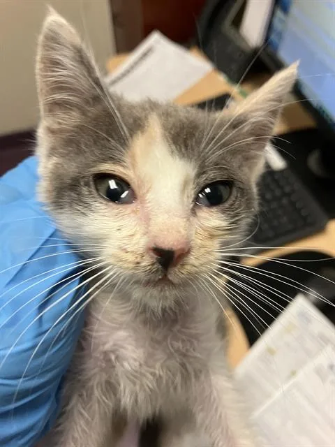 A baby small-sized female Domestic Short Hair cat named Peaches for adoption in Long Beach, CA
