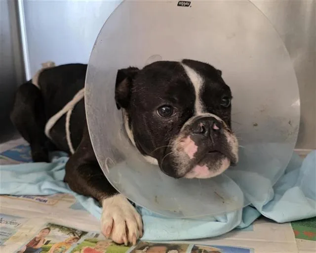 A young small-sized male Boston Terrier dog named Twiggy for adoption in San Antonio, TX