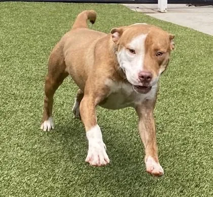 A young medium-sized male Terrier dog named Tank for adoption in Conway, SC
